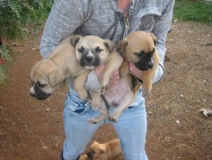 Bullmastiff x American staffy pups, great looking dogs.. only 6 left