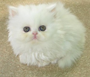 Xmas Persian Kittens available