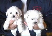 charming maltese puppies for a good home