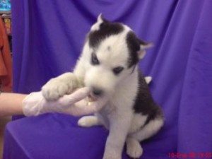 Blue Eyes Siberian Husky