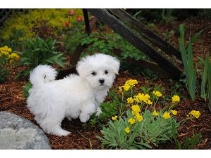 healthy and home trained maltese puppies(male and female)