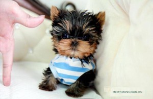 Gorgeous Teacup Yorkie Puppies for adoption