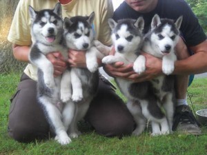 ASN CLASSIFIED APPROVED SIBERIAN HUSKY PUPPIES  FOR X-MASS