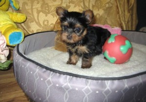 female blue, black, and gold Yorkshire Terrier puppy.