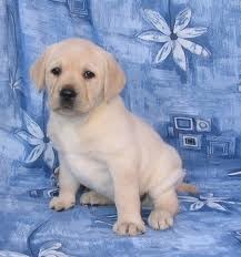 CUTE AND GOOD LOOKING LABRADOR RETRIEVER PUPPIES FOR RE-HOMING