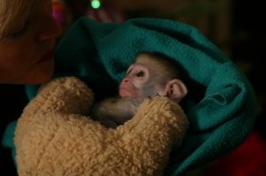 Baby face  Capuchin baby monkey for  outstanding new and loving home .(please contact)