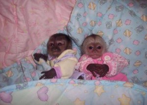 cute and adorable capuchin monkeys for adoption