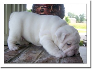 Beautiful english bull dog puppy for free adoption