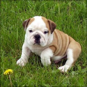 Healthy English Bulldog puppies for adoption Pls Text us for more details (571) 409-7053