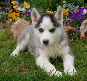 Siberian Husky puppies Available for adoption