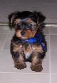 Two beautiful yorkie Puppies available and ready for adoption