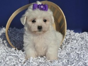 Cute Female and Male Maltese Puppies