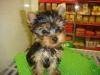 good looking yorkie puppies available for a free adoption