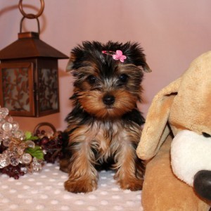 Teacup Yorkie Puppies for Adoption into Good homes Only