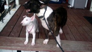 Bullterrier for sale.