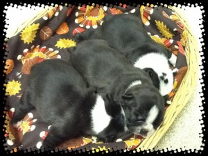 Boston Terrier Puppies!