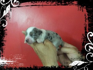 Toy Aussie Puppies!