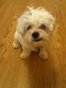 Loving maltese/shihtzu mix