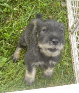 Standard Schnauzer Pups