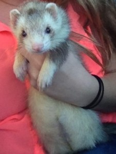 Ferret