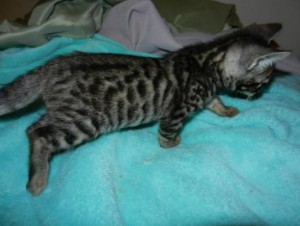 Rosetted/spotted Bengal Kittens Ready To Go Now!