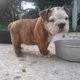 Christmas English bull dogs Puppies Available