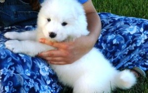 Purebred Samoyed Puppies!