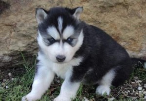 Beautiful Siberian Husky Puppies