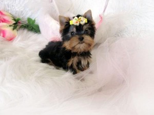 X-Mas Gifts: Adorable Yorkshire Terrier Puppy(s) For Adoption