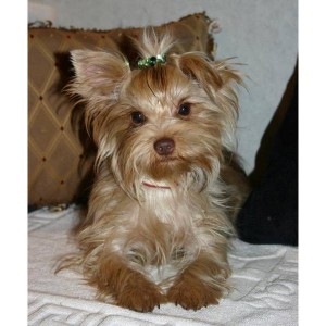 adorable yorkshire terrier puppies for adoption