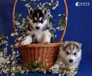 Male and female siberianhusky puppies ready for any loving and caring home. They are upto date on all their shots. They have ver