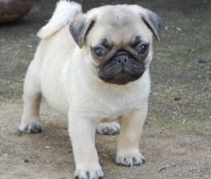 AKC Register Pug Puppies For Your Family