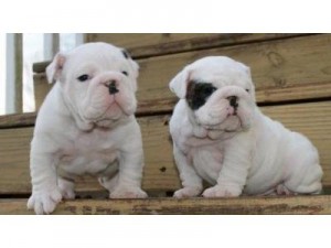 Christmas Male and Female English bulldog puppies for adoption.