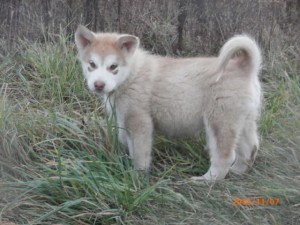 Alaskan malamute puppies -Akc -