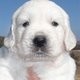 Pure white and lovely Golden Retriever puppies.