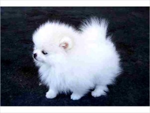 Affectionate Akc Cream white Pomeranian Puppies