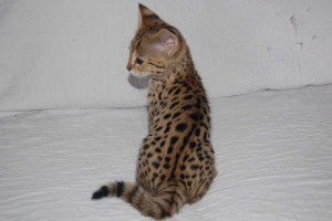 Beautyfull Home Raised Savannah Kittens For Sale