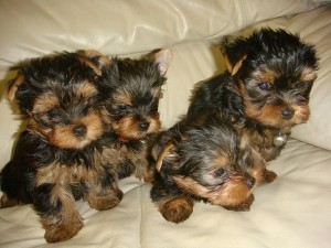 Lovely teacup Yorkie puppies for adoption.