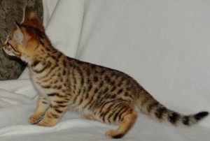 Best Prices Anywhere F2 Savannah Kittens