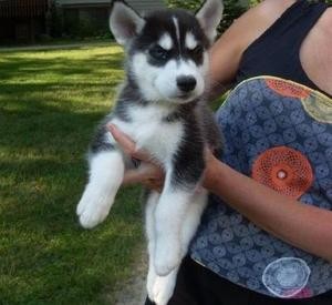 Healthy and cute husky puppies  for a loving home,