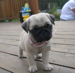 Nice Charming Pug  Puppies For Adoption