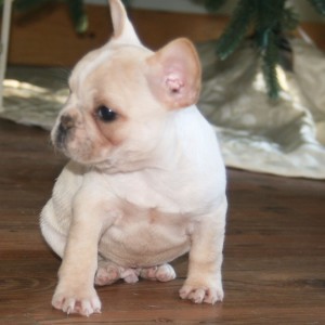 French bull dog puppies for re homing