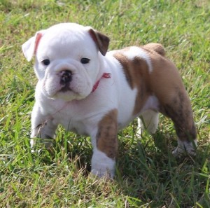 Charming English Bulldog puppies ready to go.