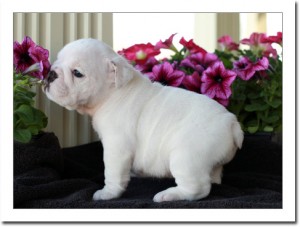 We have two English Bulldog puppies ready for free adoption