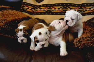 Lovely English Bulldog Puppies Ready For their new home.