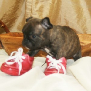 male french bull dog puppies  for adoption and for sale