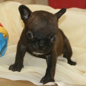 Female french bull dog puppies for sale