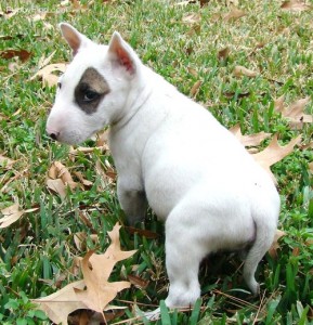 Cute Male and Female Bull Terrier Puppies For Free Adoption.