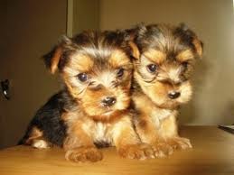 Twin AKc Xmass Teacup Yorkie puppies ready