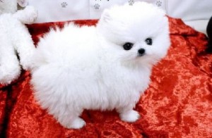 GORGEOUS AND CHARMING POMERANIAN PUPPIES FOR FREE ADOPTION   Male and female pomeranian puppies ready for any loving and caring